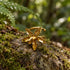 Anillo Cattleya en Espiral artesanal | Alas de Zafiro